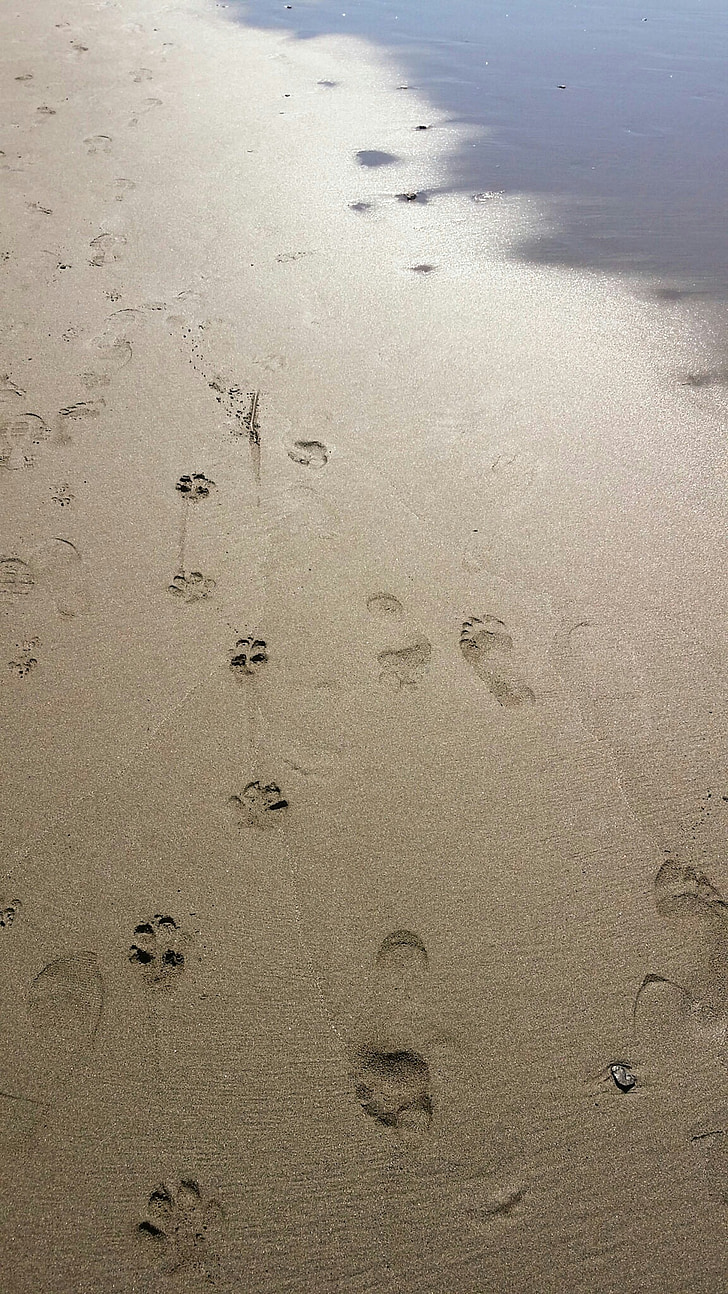 fotspår, Sand, stranden, Shore, havet, steg
