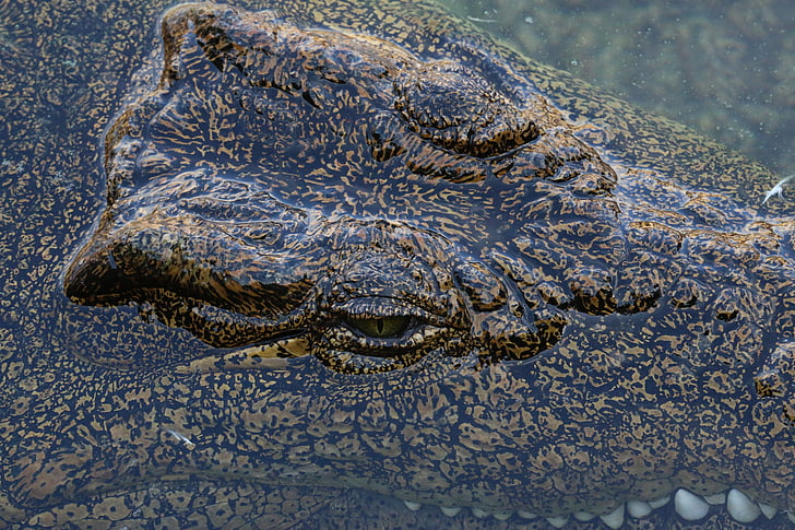 crocodile, alligator, zoo, dangerous, predator, wildlife, reptile