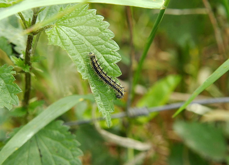 Firma Caterpillar, pokrzywa zwyczajna, Owłosione, Motyl, Lisa