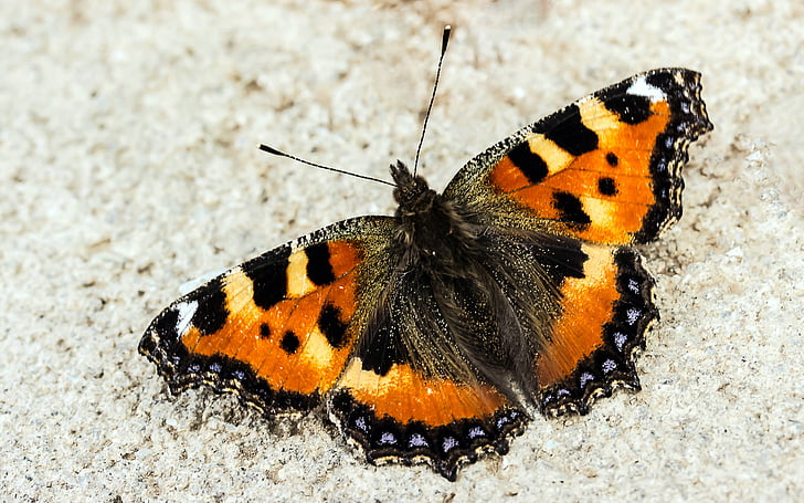 motýľ, malá líška, nymphalis urticae, motýle, farebné, na kamenné sedenie, letné