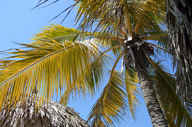 palma, sky, palms, light, tree, green, silhouette
