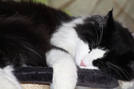ohlajevanje, črno-belo, spanja, longhair mačka, Maine coon