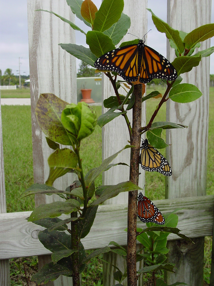 papallones, papallona, emergir, jardí