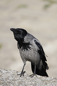 hooded crow, kraai, vogel, dier, dieren in het wild, natuur, zwart
