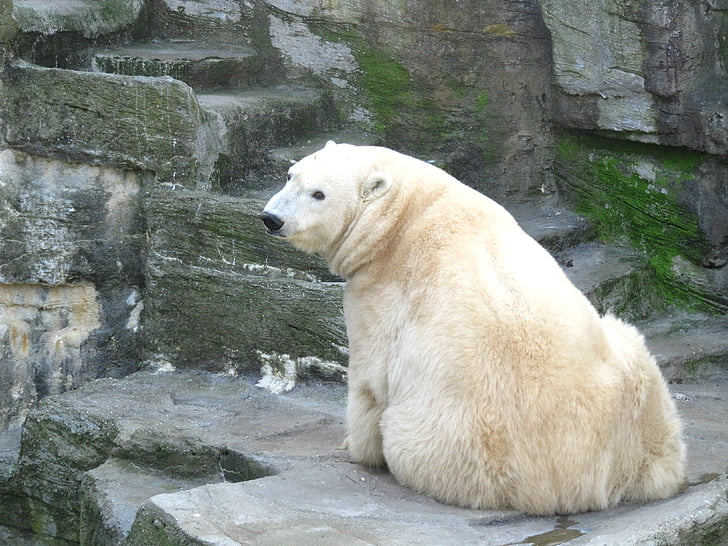 полярна мечка, мечка, животински свят, Сладко, мечки, Зоологическа градина, почивка