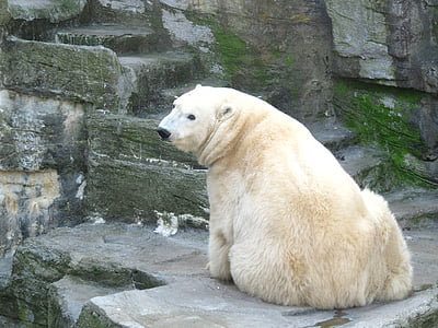 niedźwiedź polarny, Niedźwiedź, Świat zwierząt, słodkie, niedźwiedzie, ogród zoologiczny, reszta