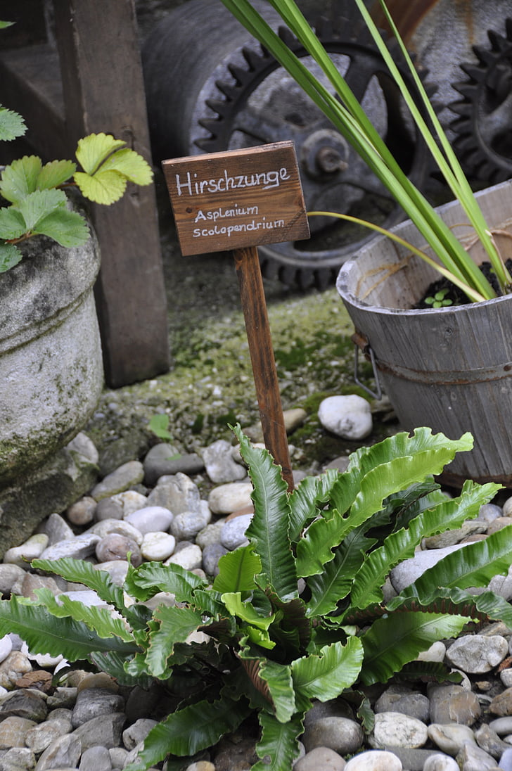 Κήπος χορταριών, φυτό, Κήπος, φύση, hirschzunge, Asplenium scolopendrium, βότανα
