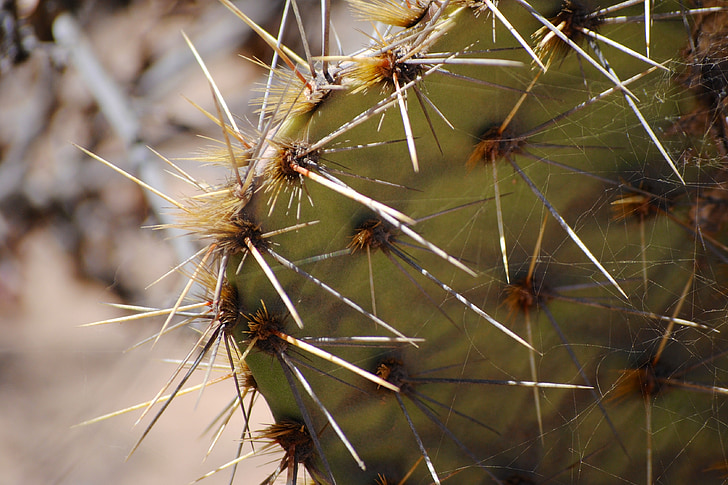 Cactus, Torrey pines, spikes