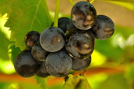 vin, raisins, fruits, automne, fruits, raisin, nature
