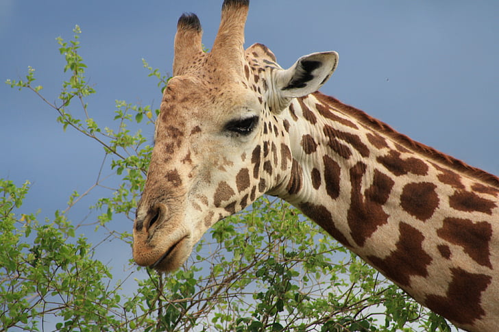žirafa, Afrika, Safari, Kenija, National park
