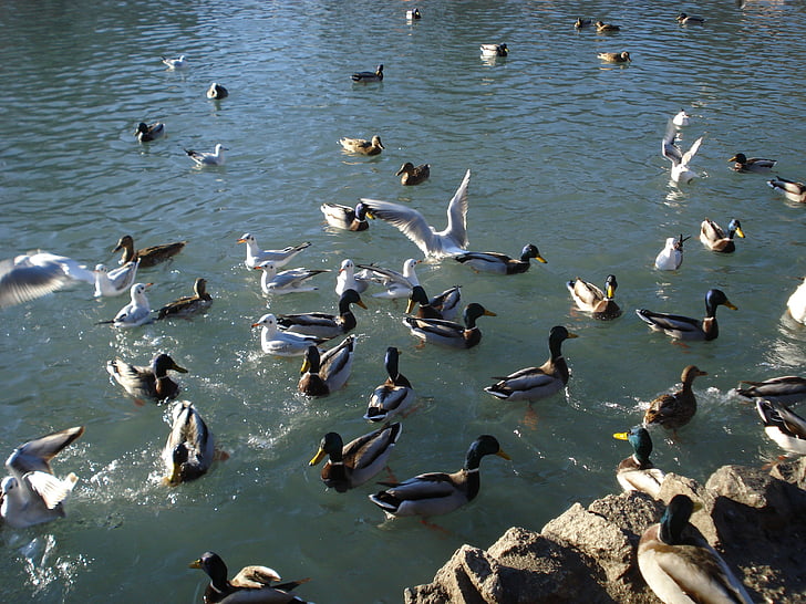 birds, ducks, seagulls, sauvabelin lake, lausanne, switzerland, wild duck