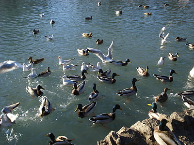 putni, pīles, seagulls, sauvabelin ezers, Lozanna, Šveice, savvaļas pīles