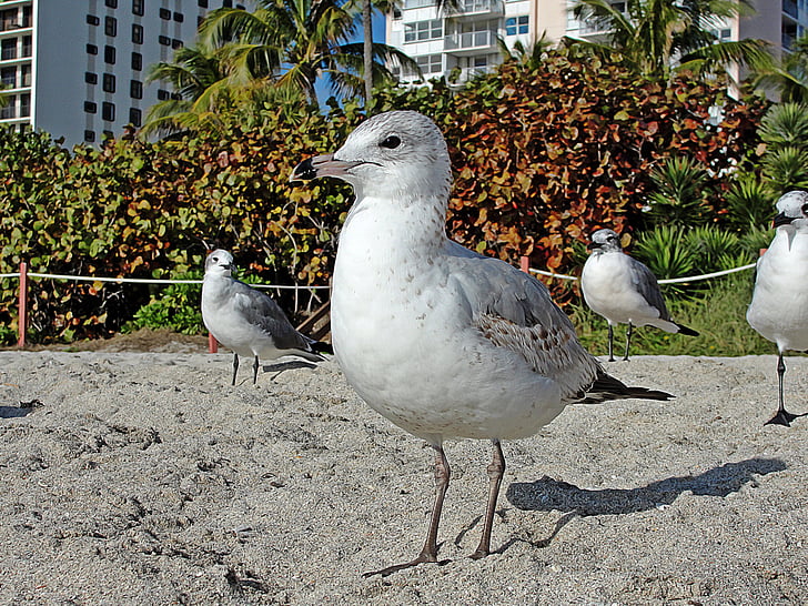 seagull, seabirds, beach