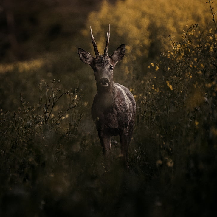 animal, blur, close-up, deer, field, grass, horn