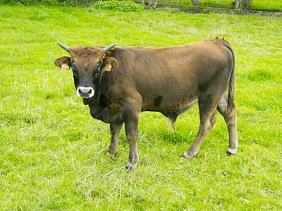 cow, livestock, animals, calf