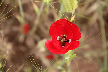papaver rhoeas, flower, plant, nature, flowers, green, red