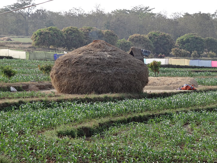 haystack, hay, residue, crop, straw, agriculture, field