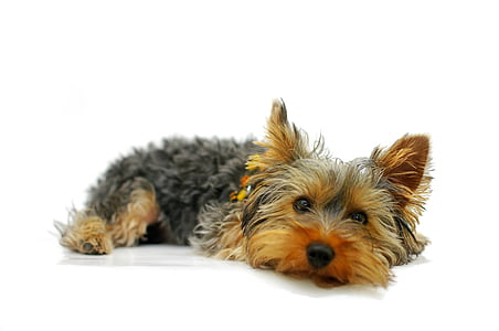 Γιορκσαιρ Τεριε, Υόρκη, σκύλος, κατοικίδιο ζώο, πορτρέτο