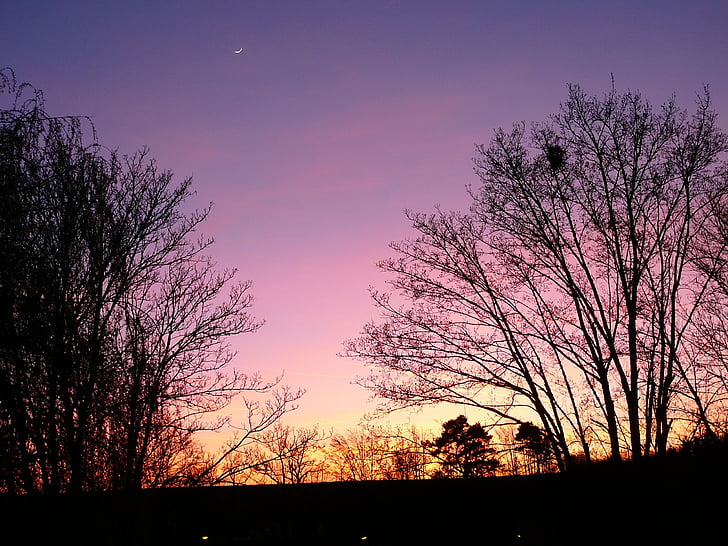 pôr do sol, gradiente, Violet, -de-rosa, árvores