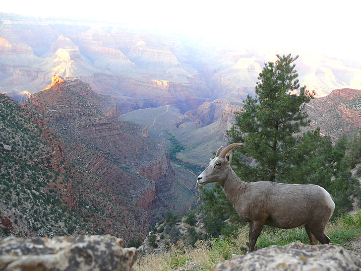 mountain sheep, grand canyon, ewe, landscape, animal, wildlife, nature