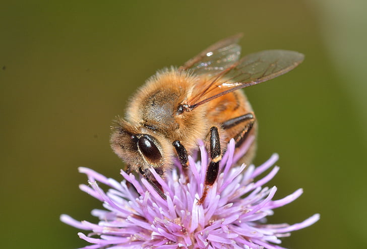 hymenoptera, 꿀벌, api, mellifera