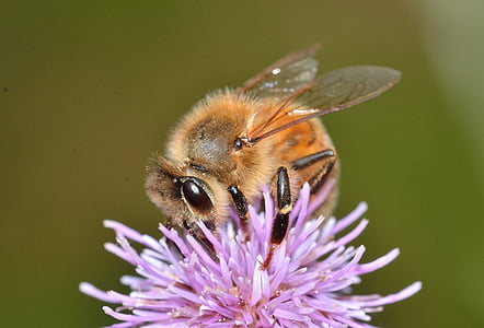 hyménoptères, abeille, API, mellifera