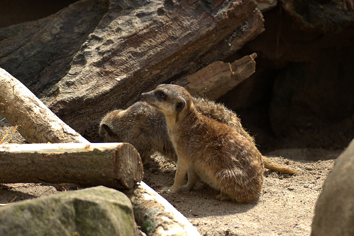 meerkat, 동물원, 동물, 자연