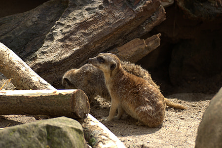Meerkat, ogród zoologiczny, zwierzęta, Natura