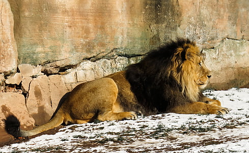 Lion, Predator, chat, mâle, Zoo, Nuremberg, crinière