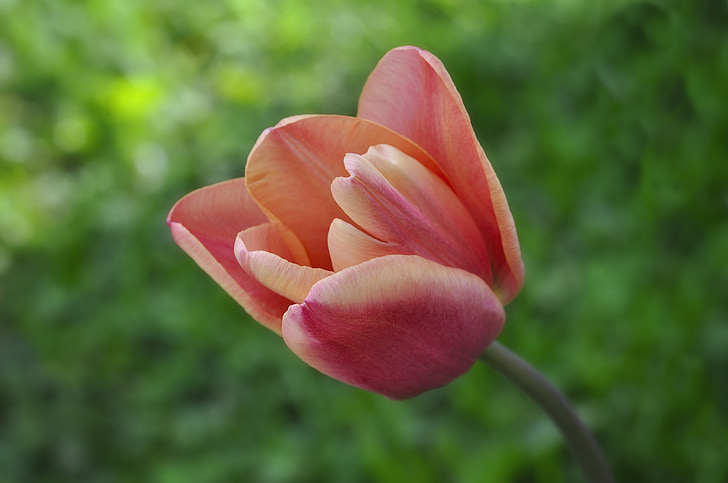 Tulip, blomst, schnittblume, forårsblomst, Blossom, Bloom, Luk