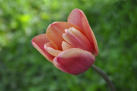 Tulip, blomst, schnittblume, forårsblomst, Blossom, Bloom, Luk