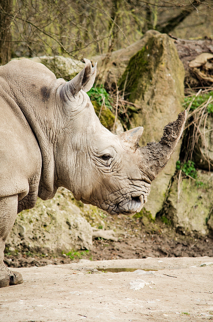 Rhino, Zoo, nosorožce