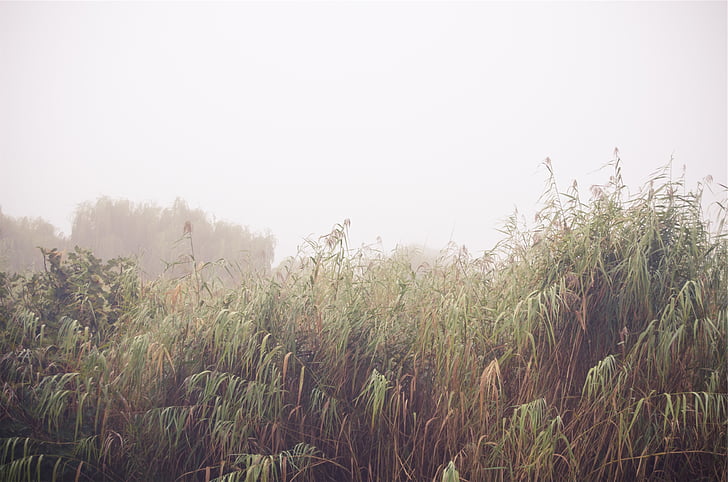 green, grass, covered, fogs, plants, field, agriculture