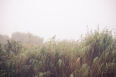 Grün, Grass, bedeckt, Nebel, Pflanzen, Feld, Landwirtschaft