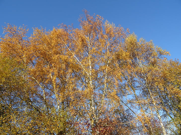 efterår, Birk, træ, natur, Sky, blå, blade