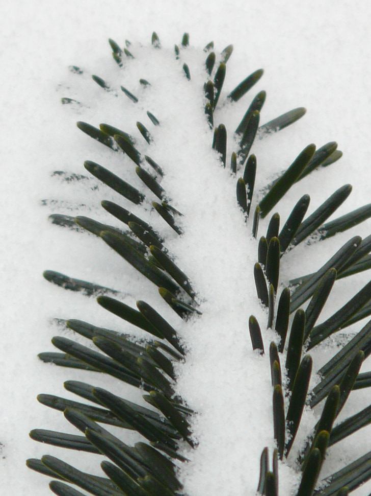 pine needles, close, tannenzweig, needles, branch, fir, silver fir