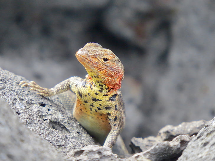 Lagarto, Galápagos, reptil, volcánica, naturaleza, animal