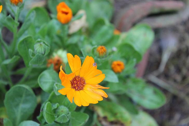 cvijet, pijavica, krajolik, žuta, narančasta, fokus, klima