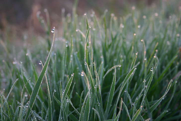 Tim h, Grass, Dawn, Am Morgen, Feld, frisch, Wasser