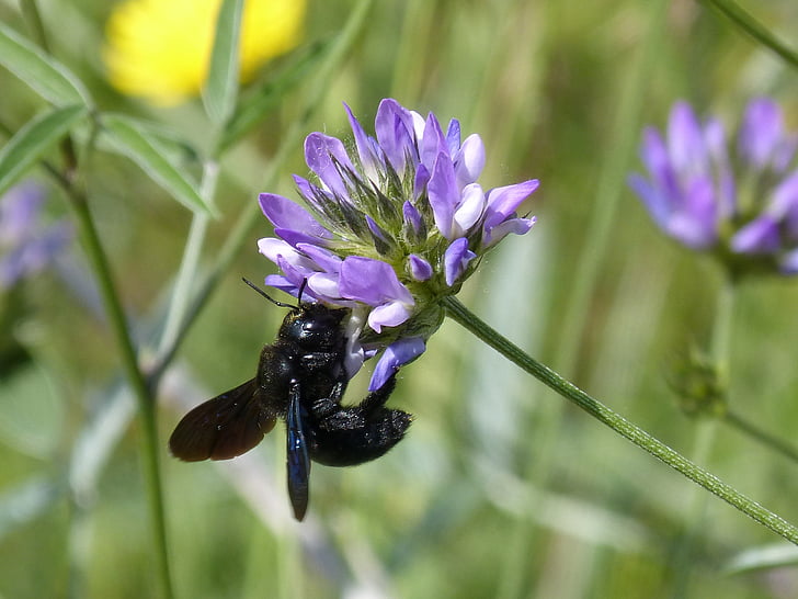bumblebee carpenter, xilocopa violet, black bumblebee, flower, libar, nature, insect