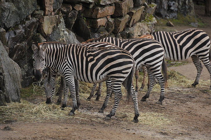 Zebra, Zoo, Stripes
