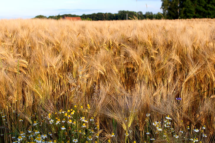 rye, cereals, nature, grain, ear, field, plant