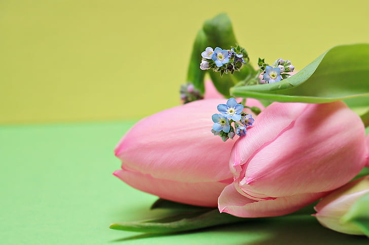 Tulipaner, Glem me ikke, blomster, hjerte, Bloom, forår, natur