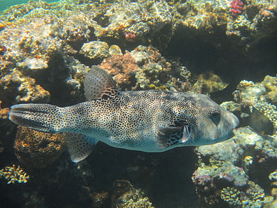 boxfish, ikan, laut merah, terumbu, Menyelam, bawah air