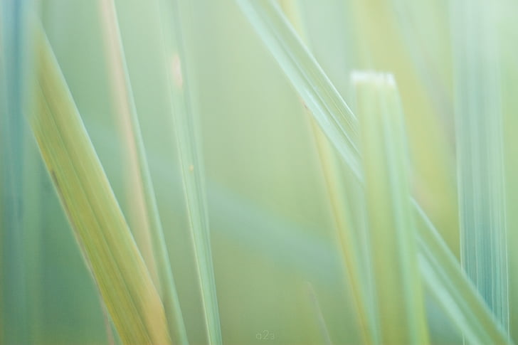 nature, grass, macro, background, desktop, backgrounds, plant