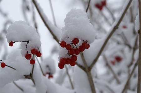 neige, petits fruits, rouge, arbres, hiver