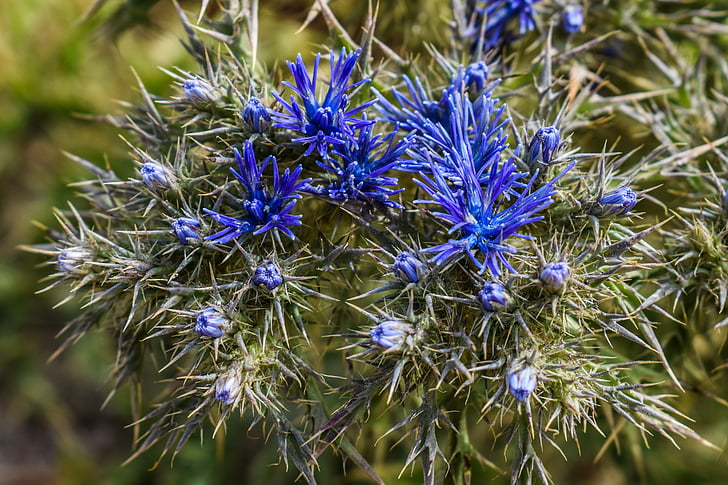 野花, 蓝色, 荆棘, 花, 春天, 植物, 植物区系