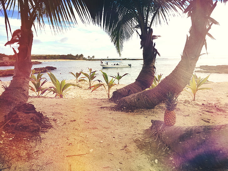stranden, båt, kokos trær, eksotiske, frukt, øya, fritid