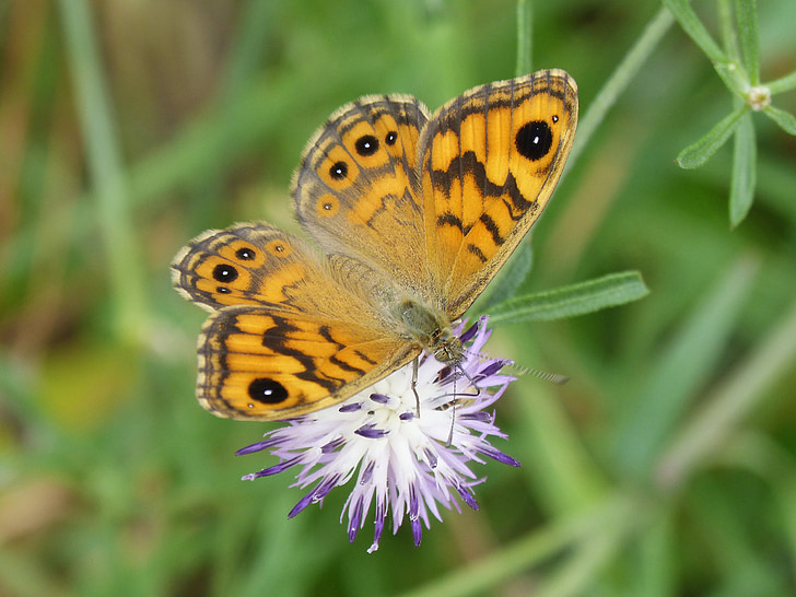 Oranje vlinder, detail, Wild flower, libar, margenera gemeente, Lasiommata megera, vlinder saltacercas