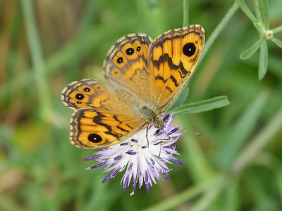orange butterfly, detail, wild flower, libar, margenera commune, lasiommata megera, butterfly saltacercas